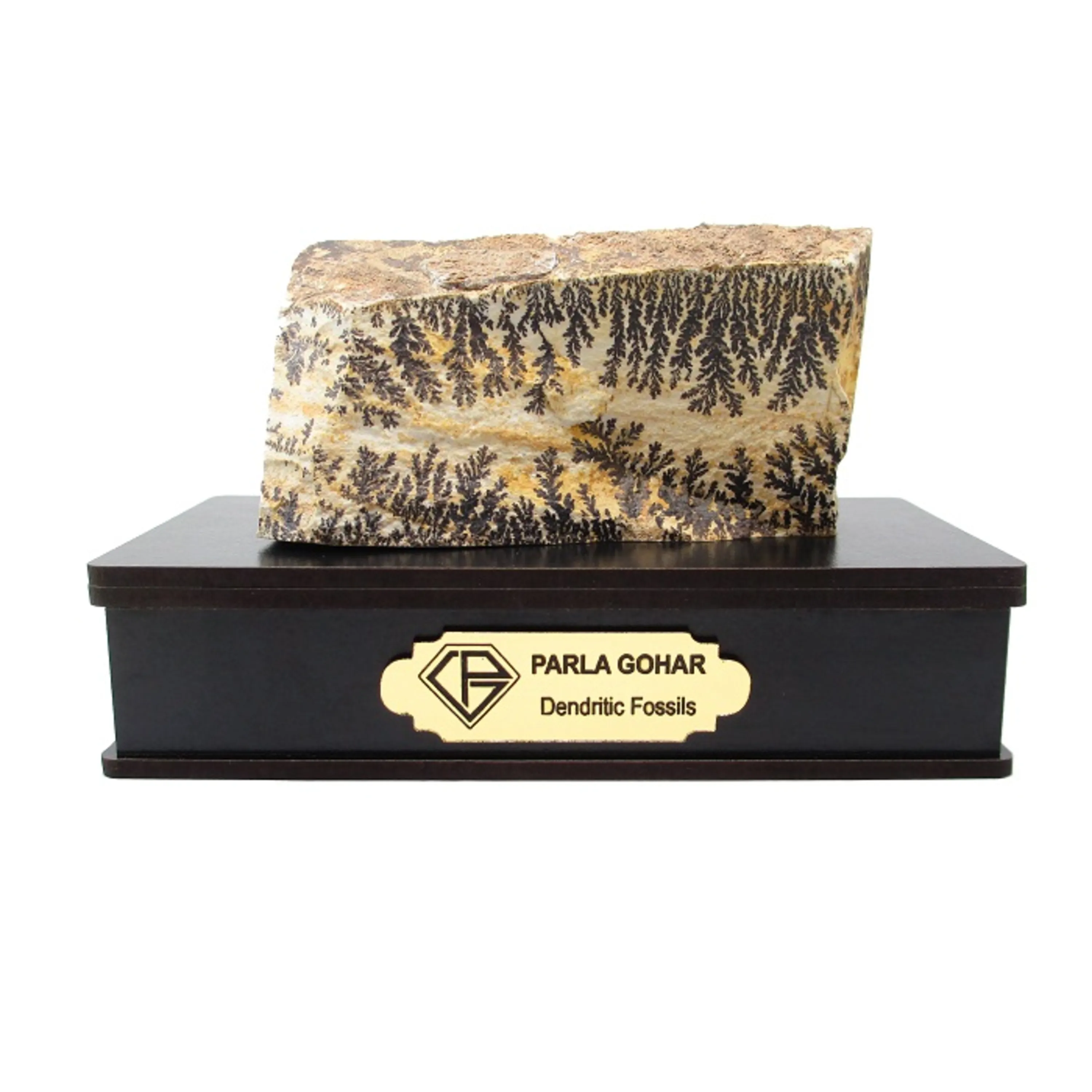 شجر دندریتی 2193